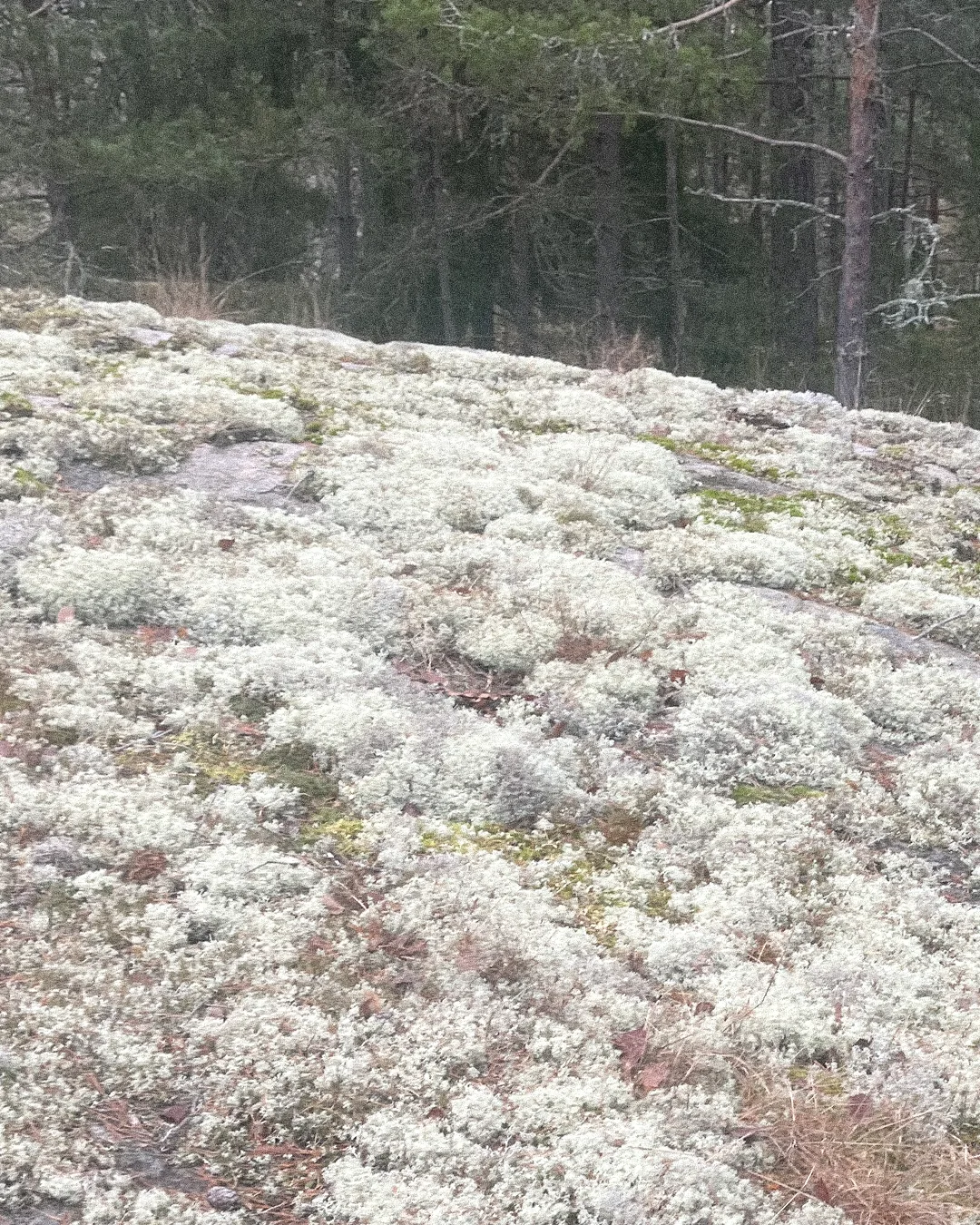 Gåsö Sommarhus